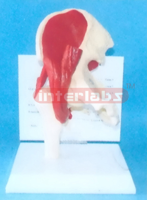 HUMAN MUSSCLED HIP JOINT MODEL